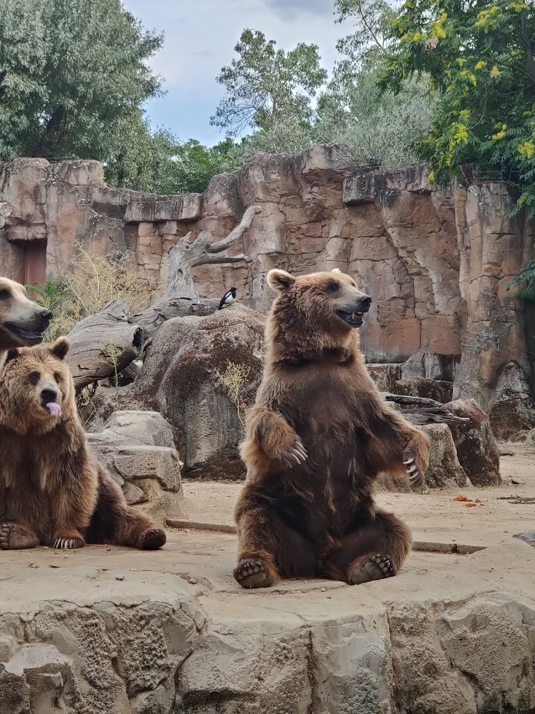 Zoo Aquarium de Madrid - Foto 13