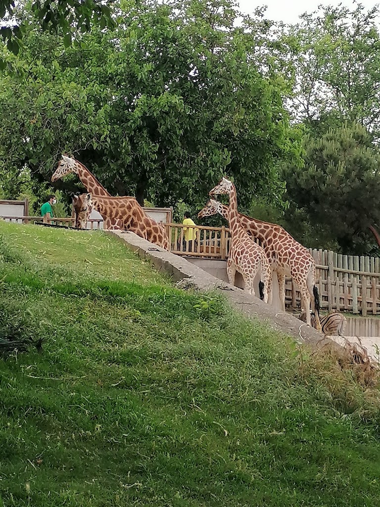 Zoo Aquarium de Madrid - Foto 1