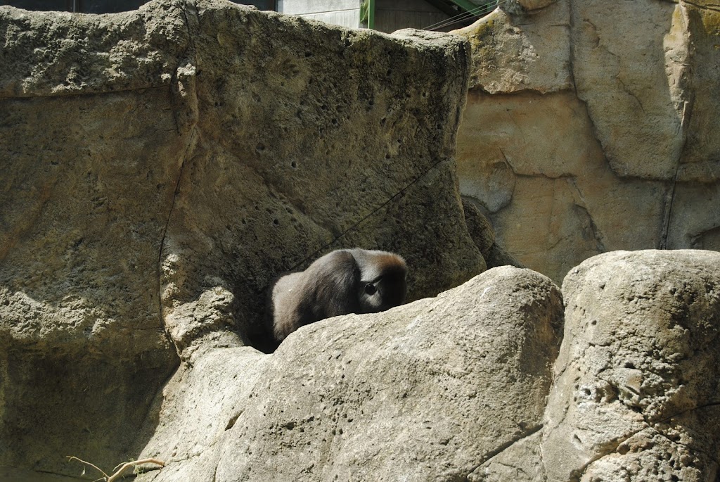 Zoo Aquarium de Madrid - Foto 1