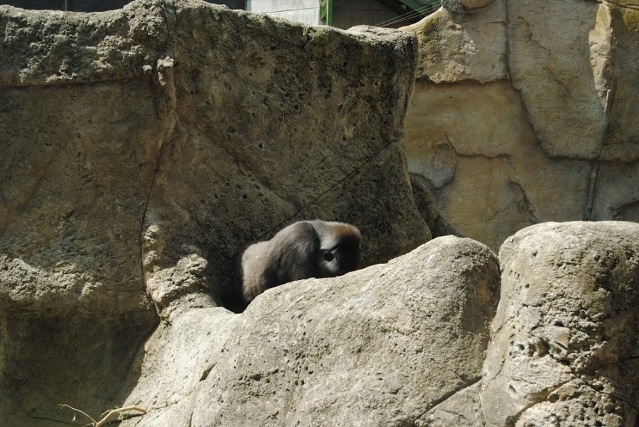 Zoo Aquarium de Madrid - Foto 18