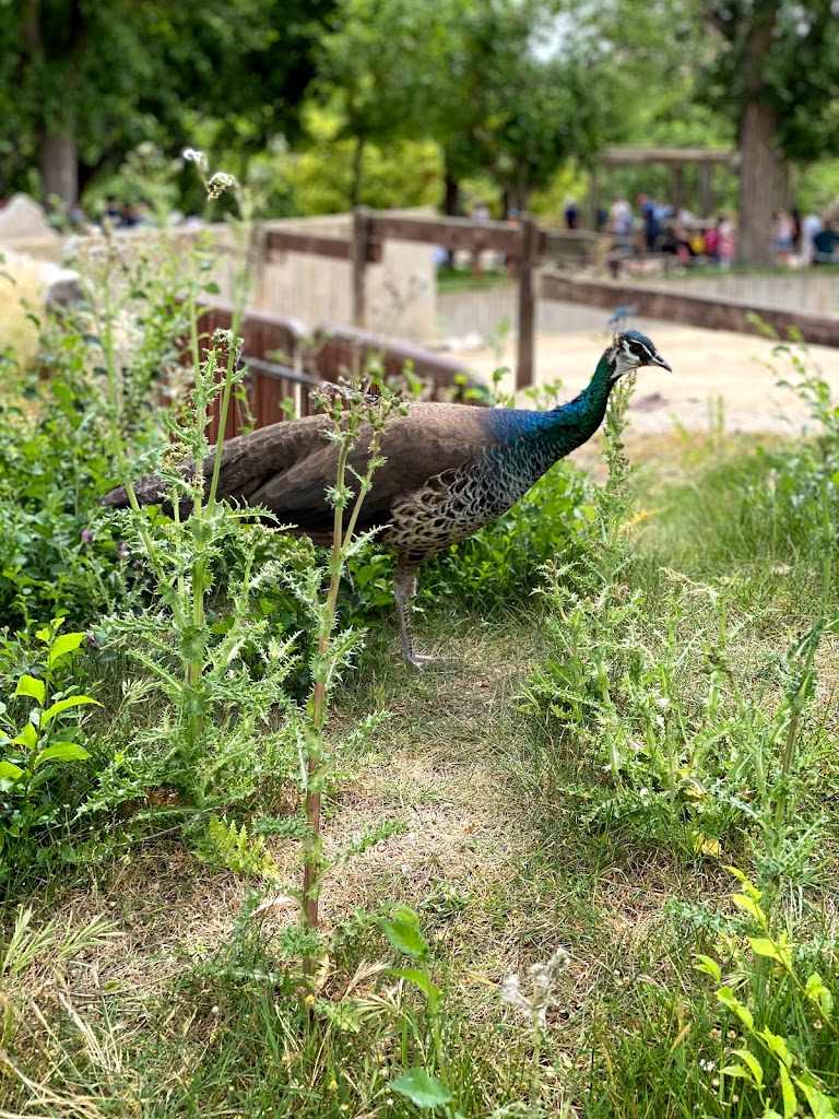 Zoo Aquarium de Madrid - Foto 1