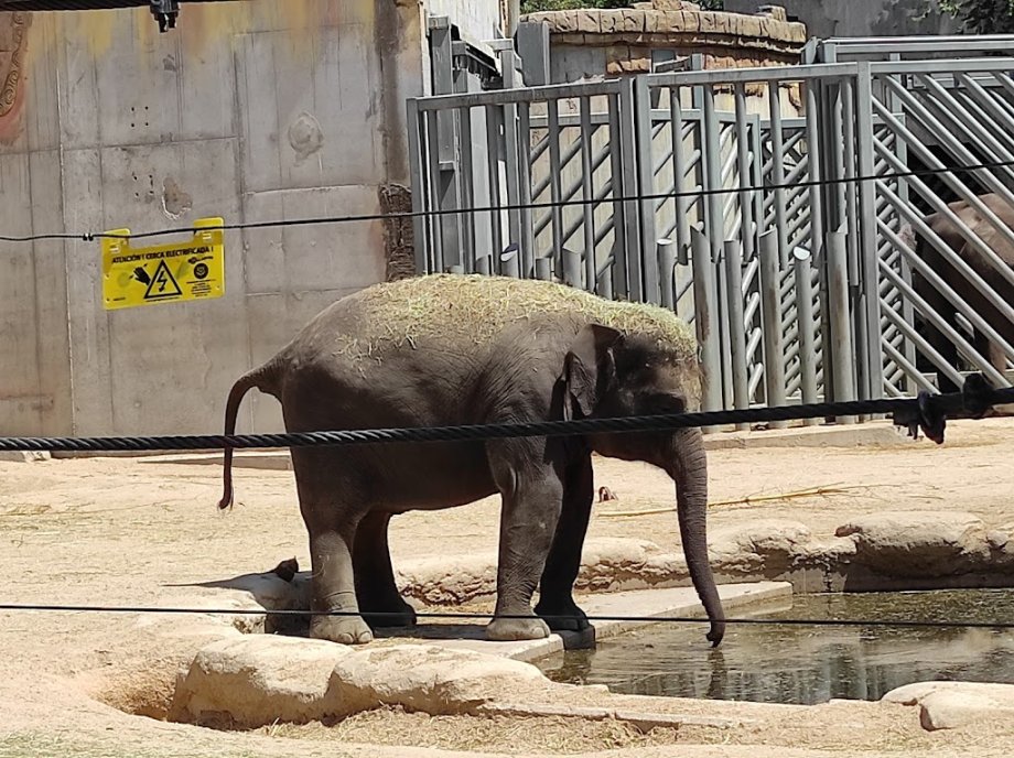 Zoo Aquarium de Madrid - Foto 20