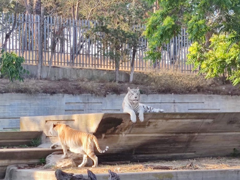Zoo Aquarium de Madrid - Foto 21