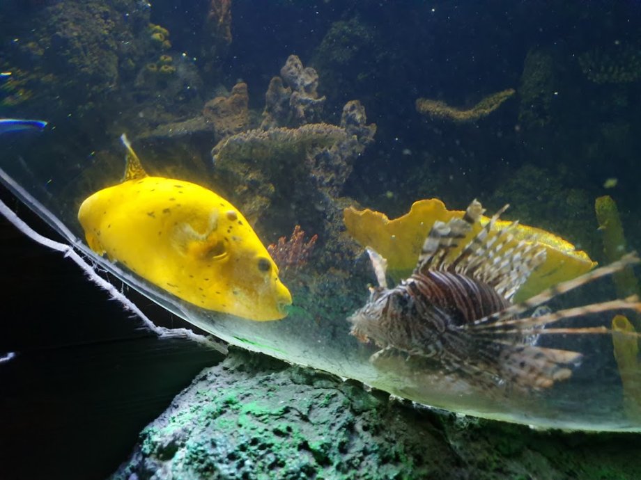 Sea Life Porto - Foto 4