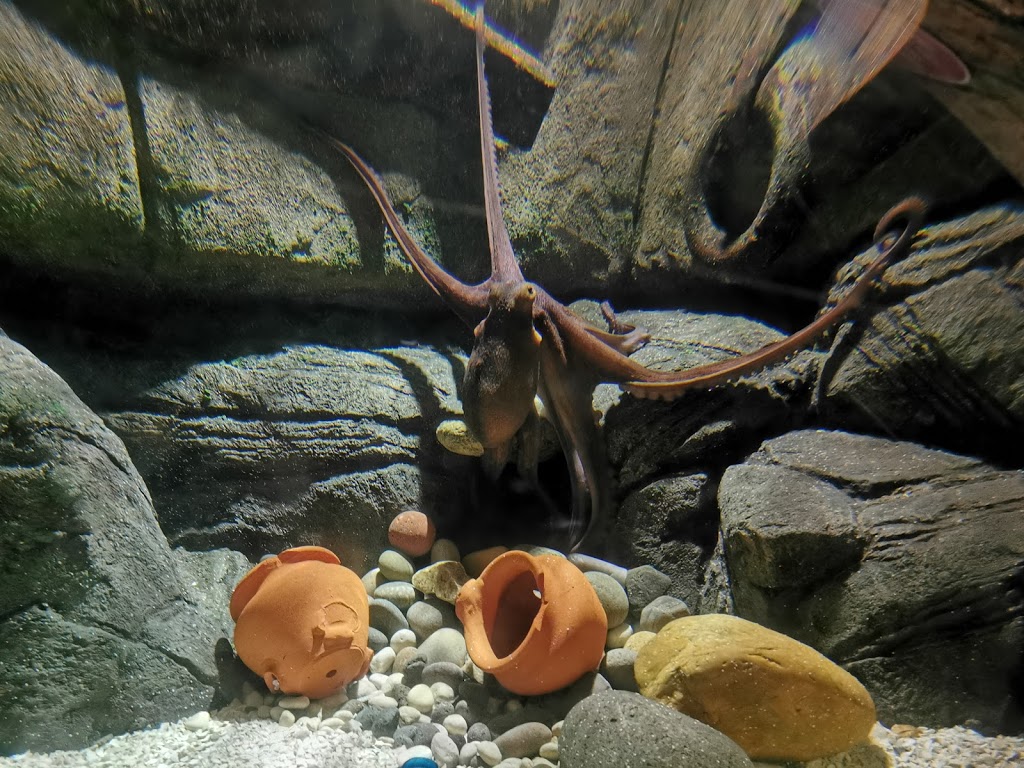 Sea Life Porto - Foto 1