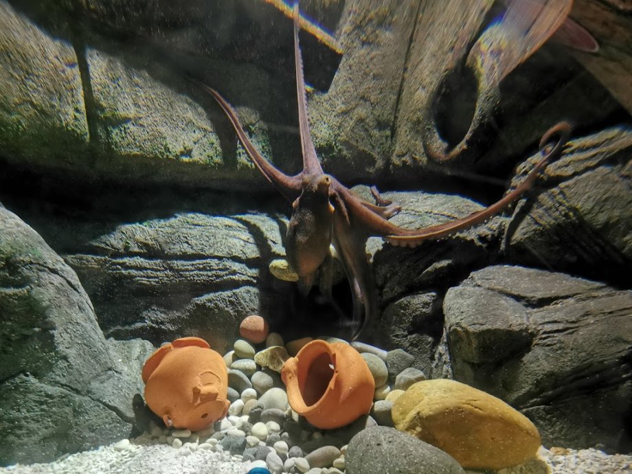 Sea Life Porto - Foto 7