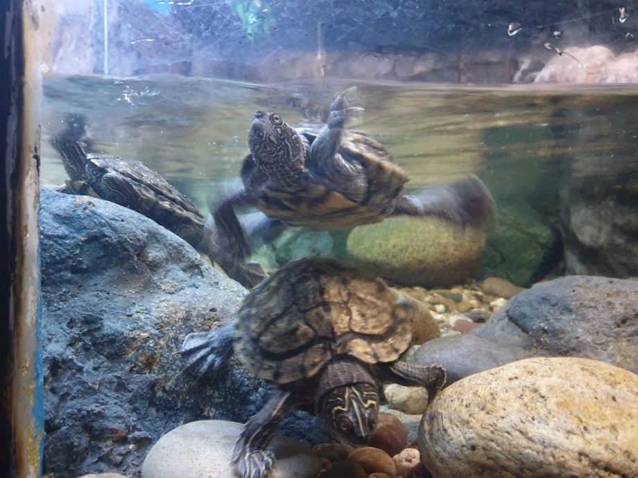 Sea Life Porto - Foto 8