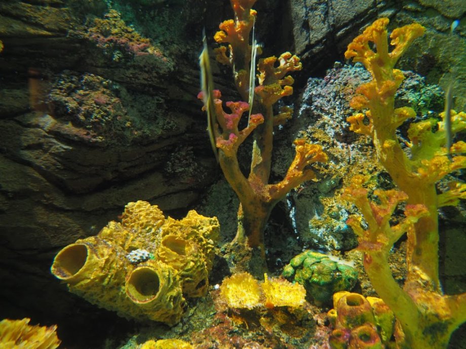 Sea Life Porto - Foto 9