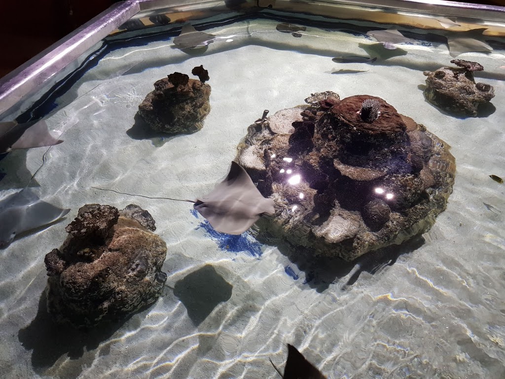 Sea Life Porto - Foto 1