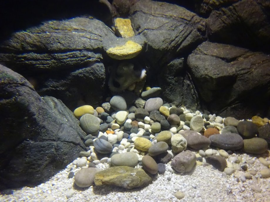 Sea Life Porto - Foto 13