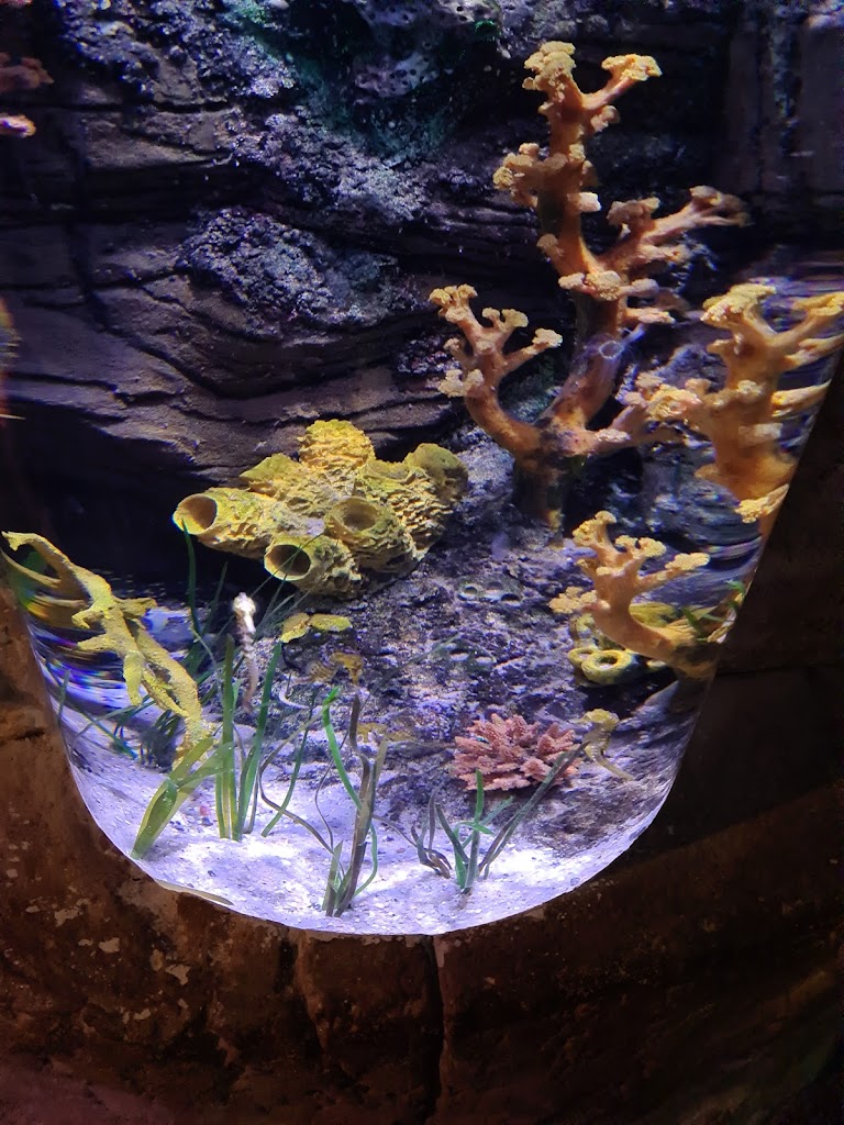 Sea Life Porto - Foto 14