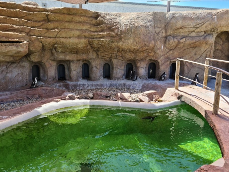 Sea Life Porto - Foto 15