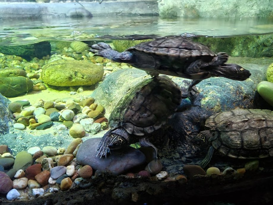 Sea Life Porto - Foto 16