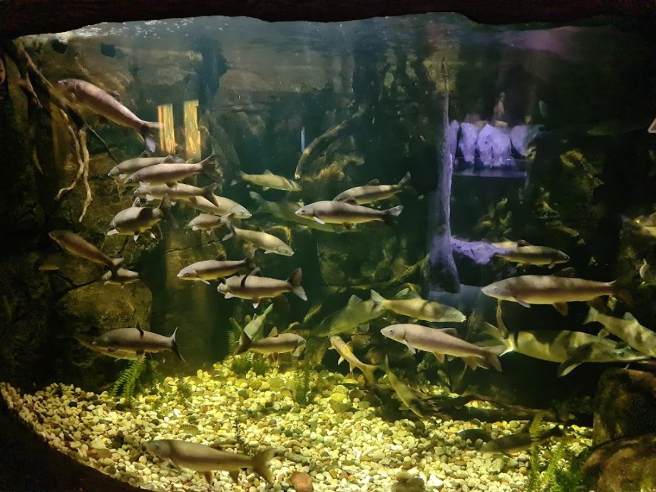 Sea Life Porto - Foto 17