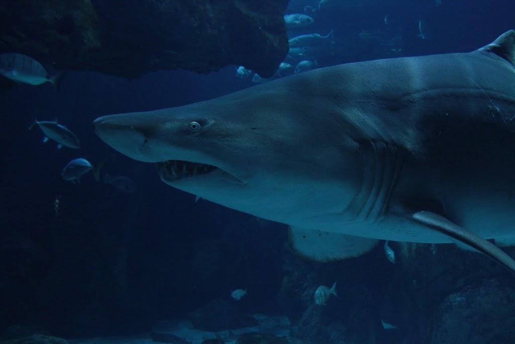 BIOPARC Acuario de Gijón - Foto 1