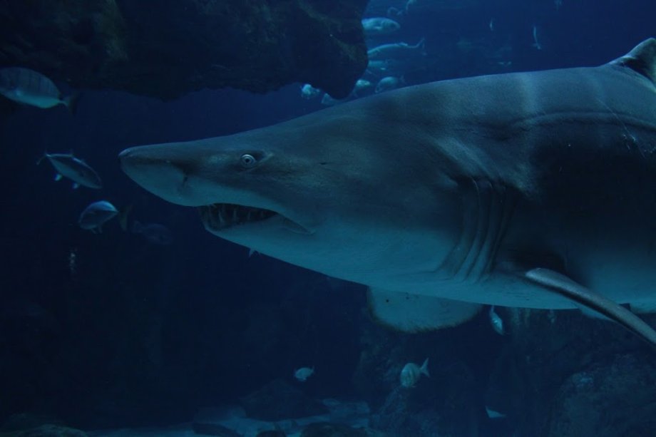 BIOPARC Acuario de Gijón - Foto 2