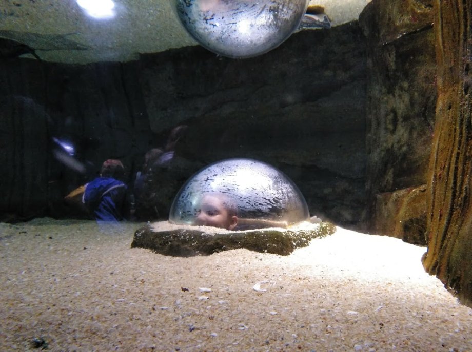 BIOPARC Acuario de Gijón - Foto 4