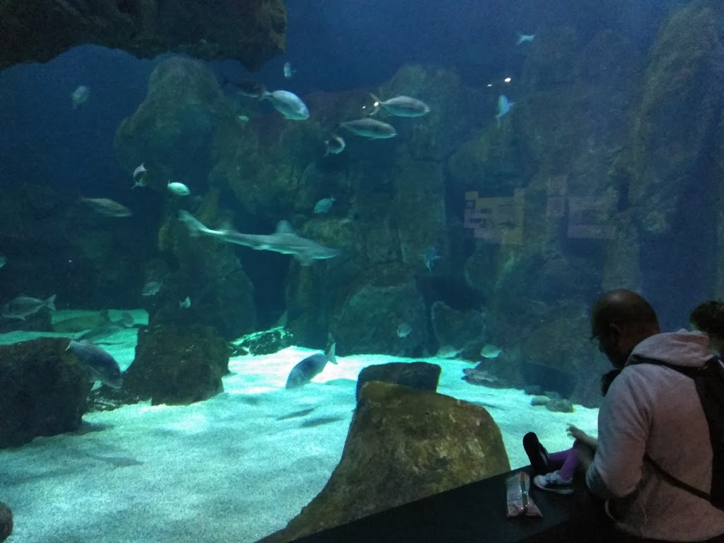 BIOPARC Acuario de Gijón 10