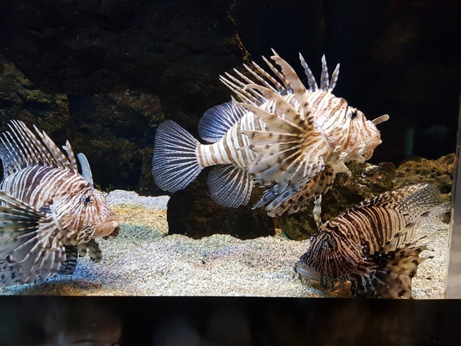 BIOPARC Acuario de Gijón - Foto 6