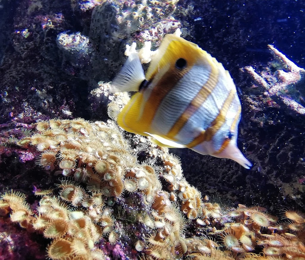 BIOPARC Acuario de Gijón - Foto 1