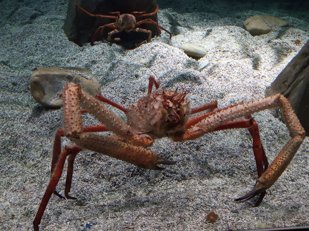 BIOPARC Acuario de Gijón 13