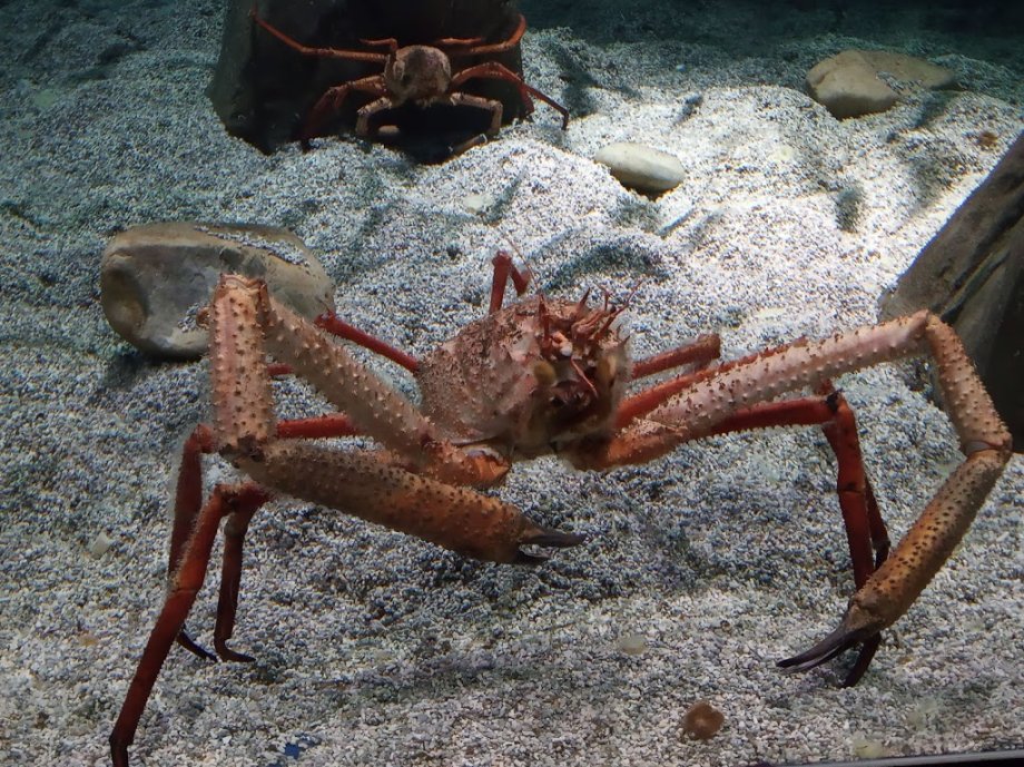 BIOPARC Acuario de Gijón - Foto 8