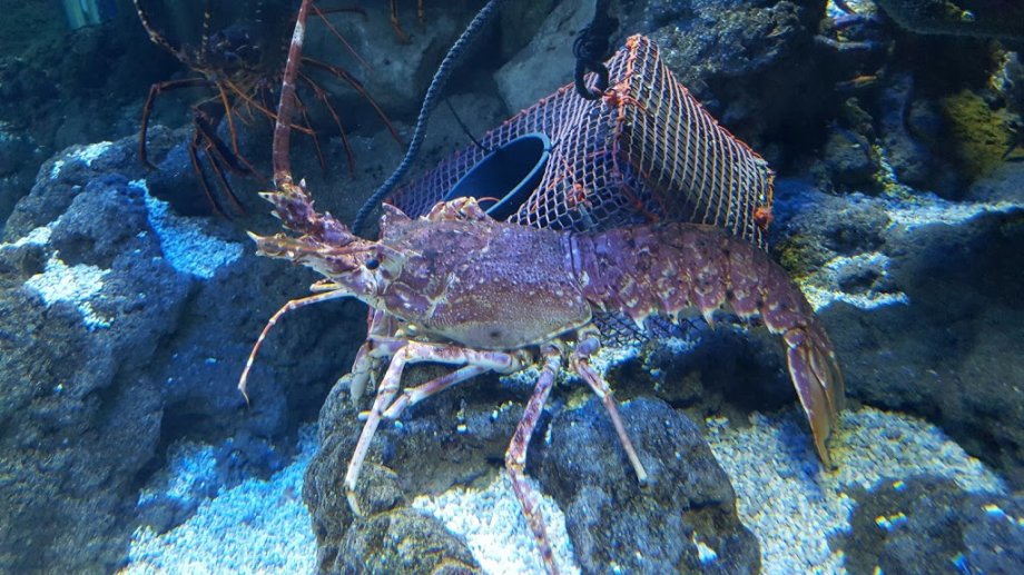 BIOPARC Acuario de Gijón - Foto 10