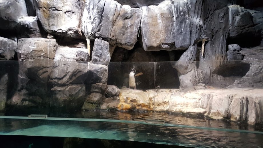 BIOPARC Acuario de Gijón - Foto 11