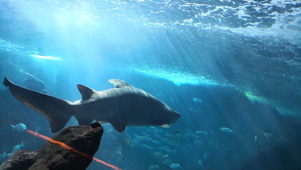 BIOPARC Acuario de Gijón - Foto 1