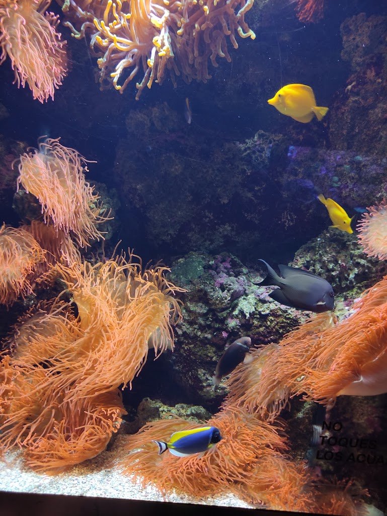 BIOPARC Acuario de Gijón - Foto 1