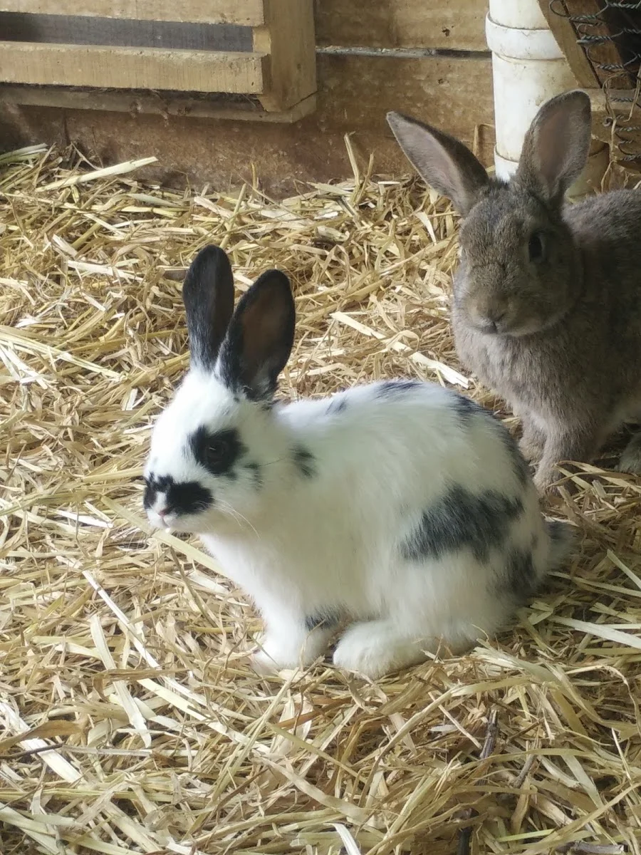 Animal Farm Goolwa - Foto 2