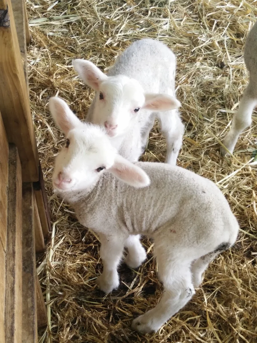 Animal Farm Goolwa - Foto 3