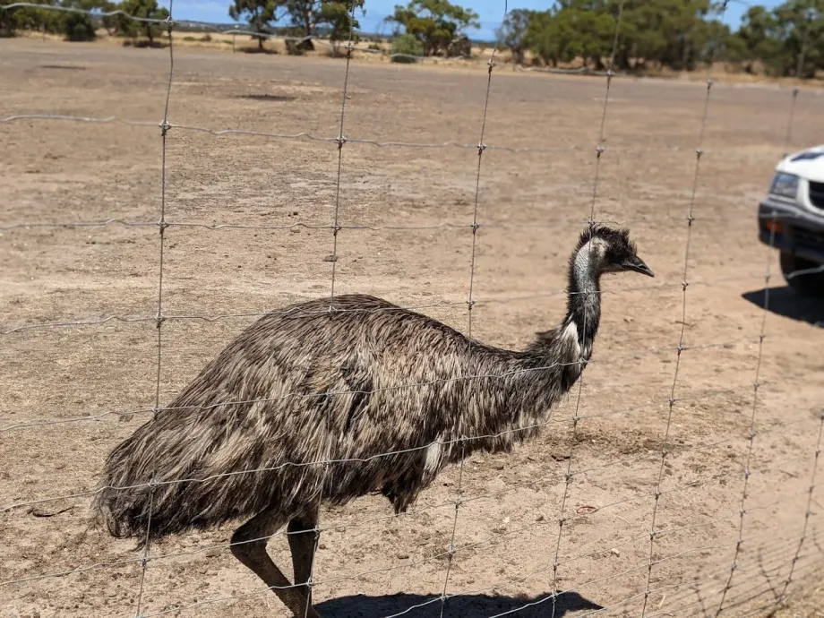 Animal Farm Goolwa - Foto 4