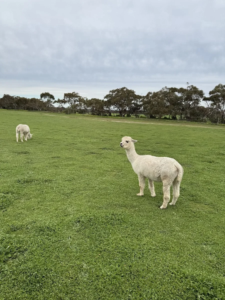 Animal Farm Goolwa - Foto 5