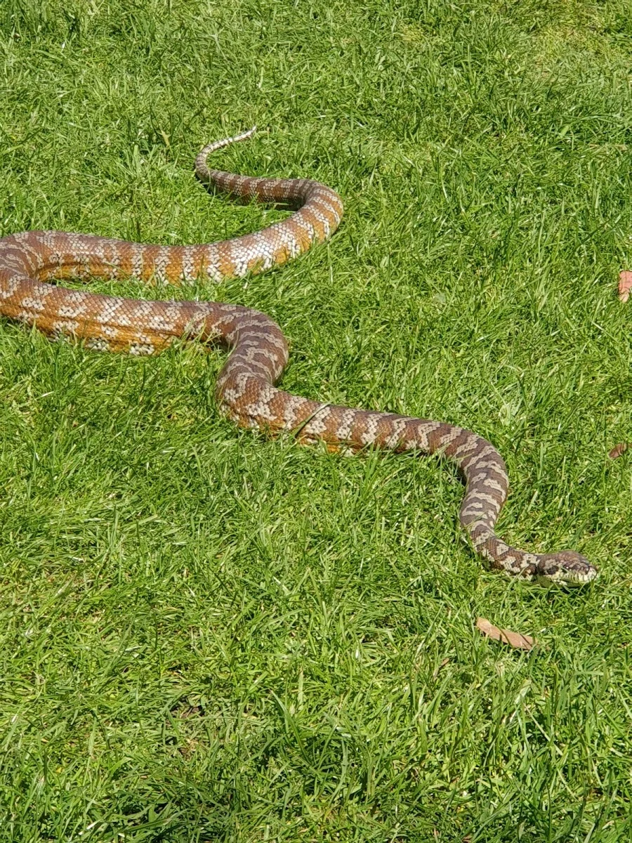 Animal Farm Goolwa - Foto 6