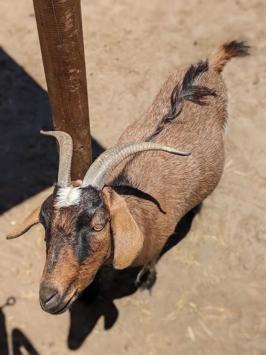 Animal Farm Goolwa - Foto 9