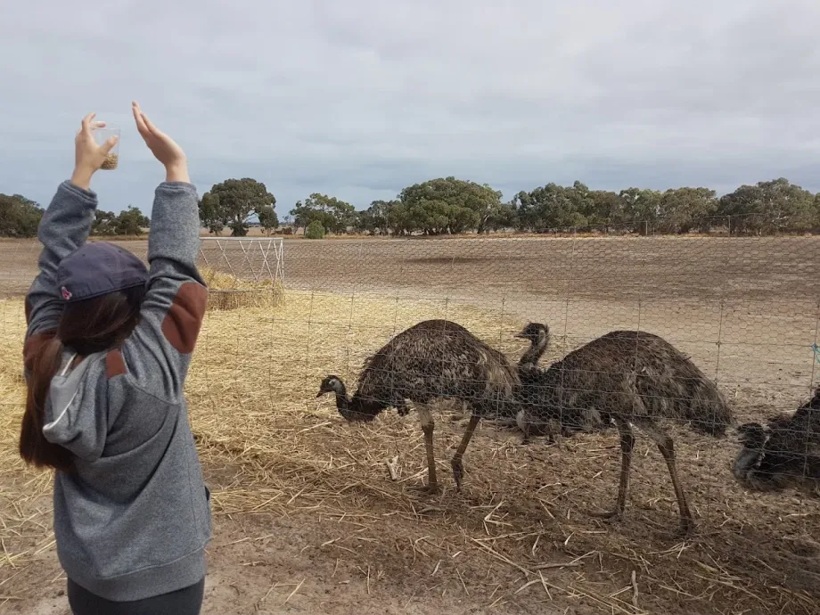 Animal Farm Goolwa - Foto 10