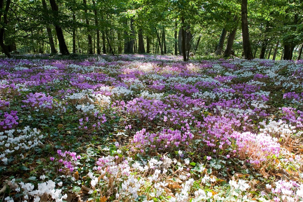 Field La Tortinière - Château Hotel Vallée De La Loire - Foto 1