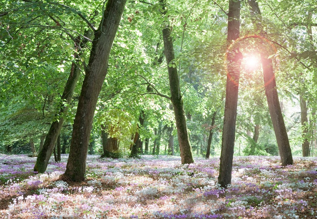 Field La Tortinière - Château Hotel Vallée De La Loire - Foto 1