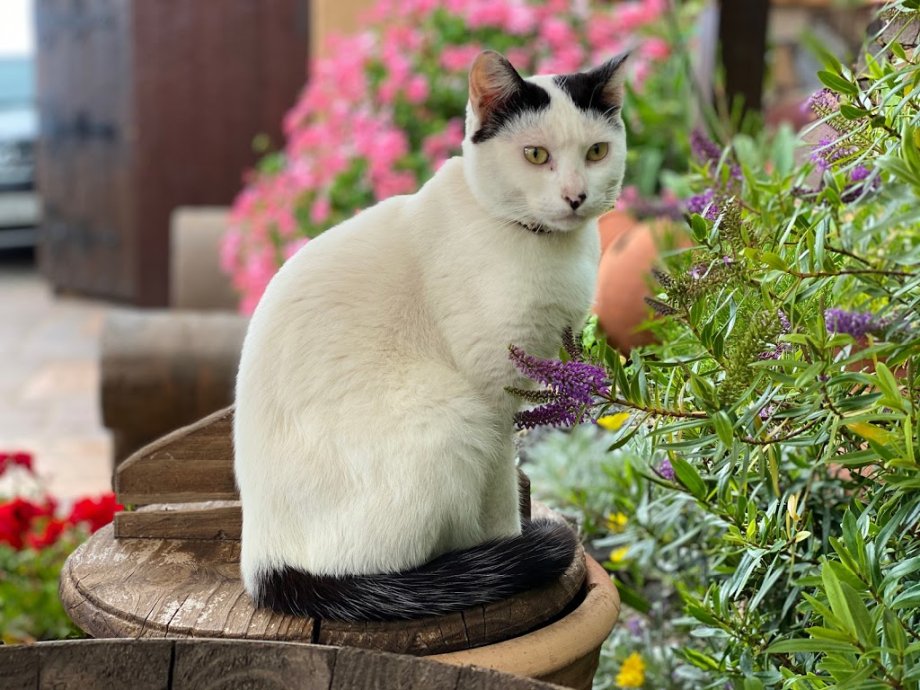 Bodegón Las Vistas - Foto 5