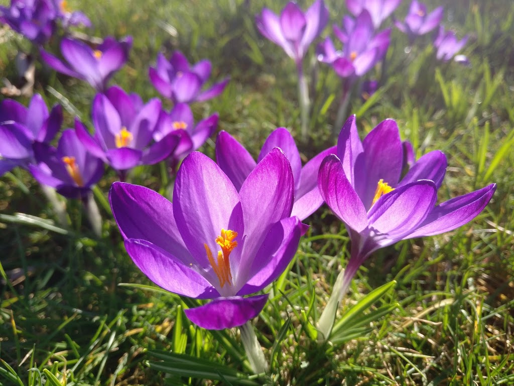 Queens Park - Foto 1