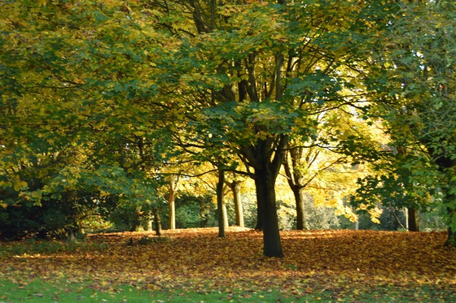 Cobtree Manor Park - Foto 9