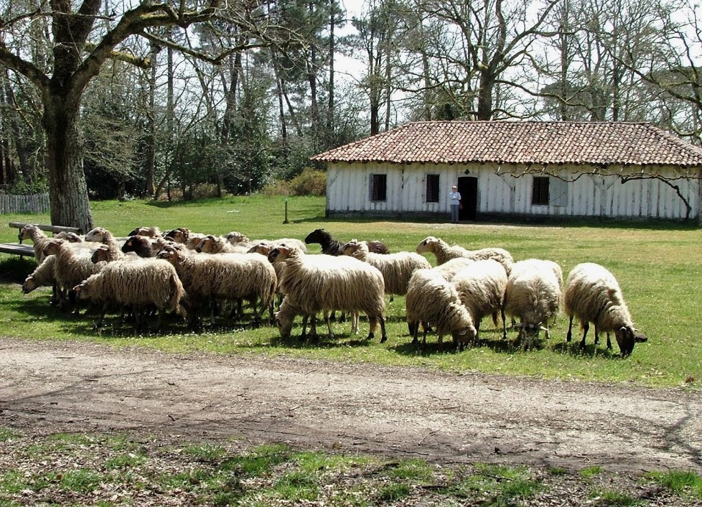 Écomusee de Marquèze - Foto 1