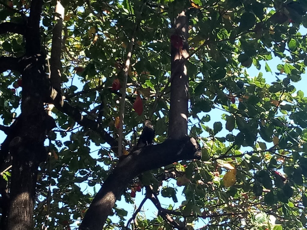 Parque Infantil Araraquara - Foto 1