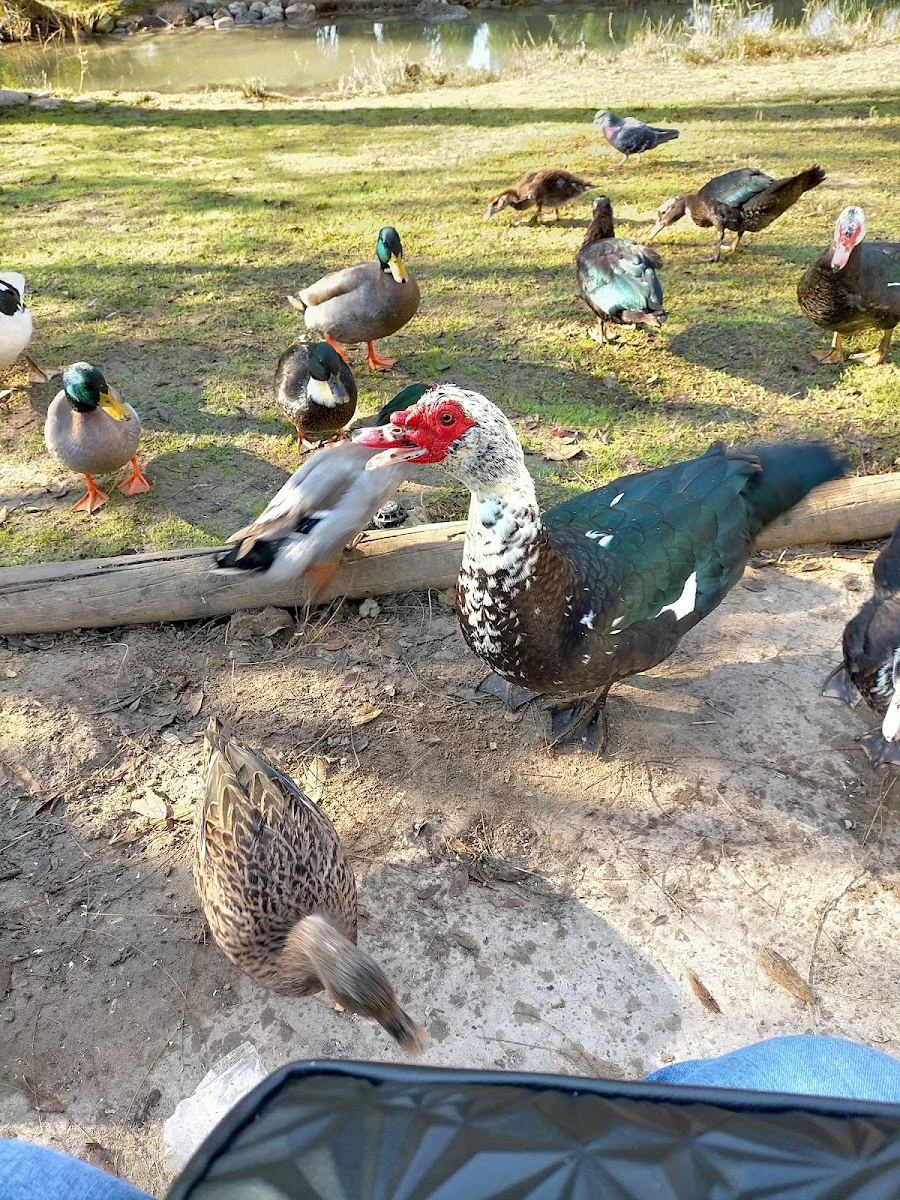 Jardín de la Seda - Foto 3