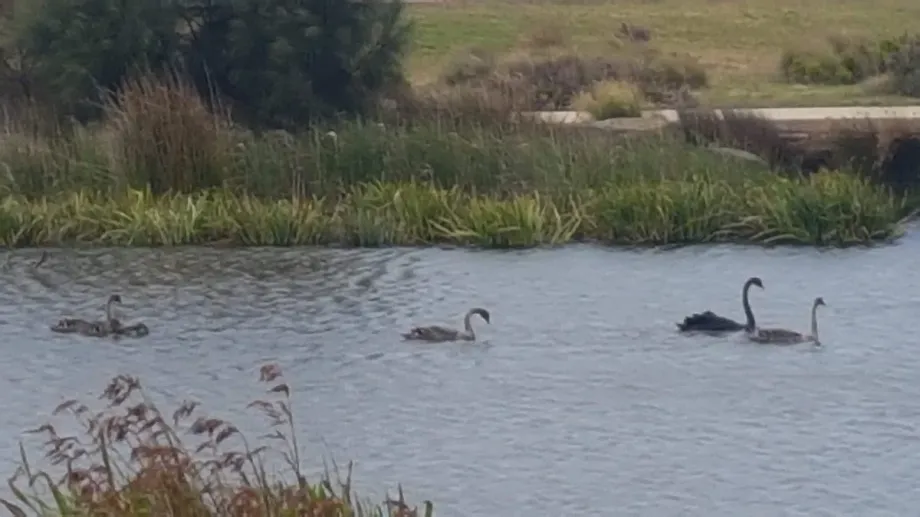 Saltwater Coast Crocodile Park - Foto 9