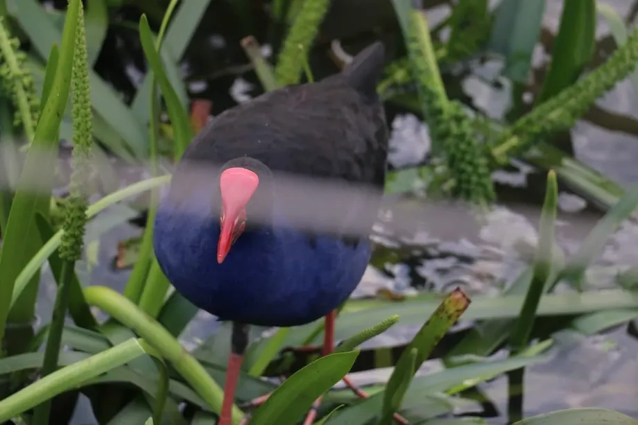 Saltwater Coast Crocodile Park - Foto 10