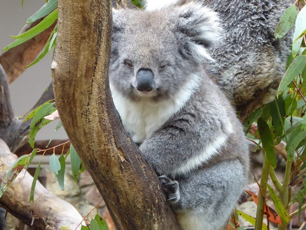 Cleland Wildlife Park - Foto 1