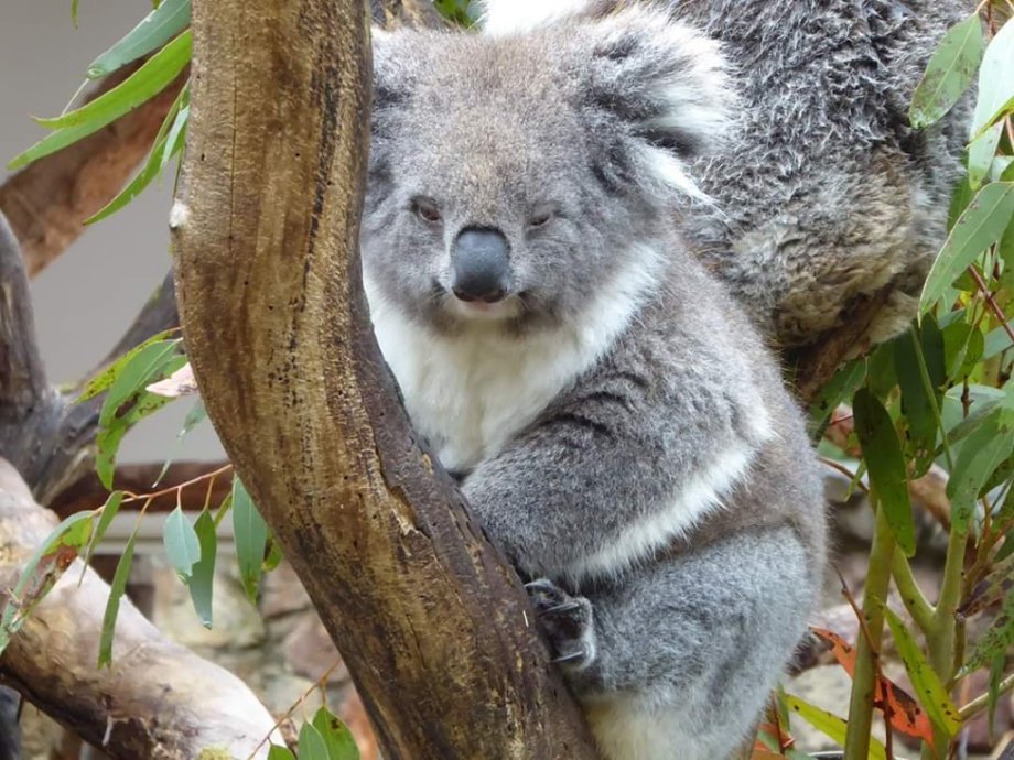 Cleland Wildlife Park - Foto 2