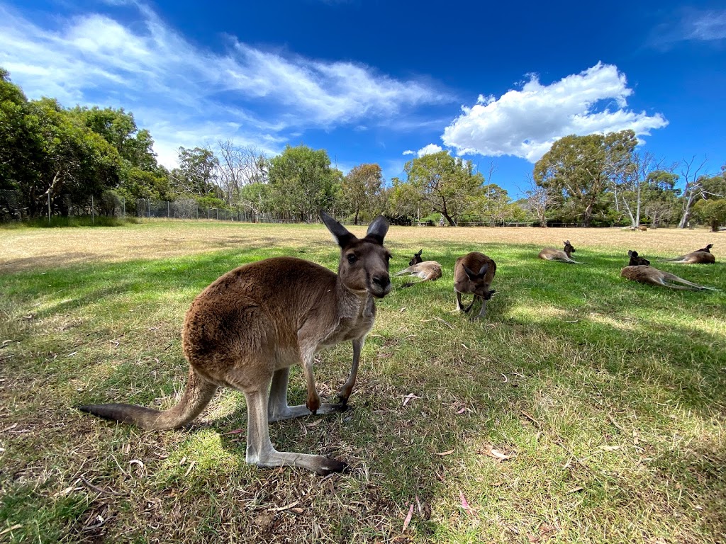 Cleland Wildlife Park